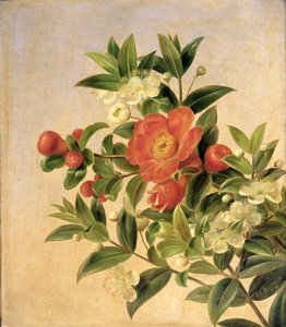 Fiori, 1835